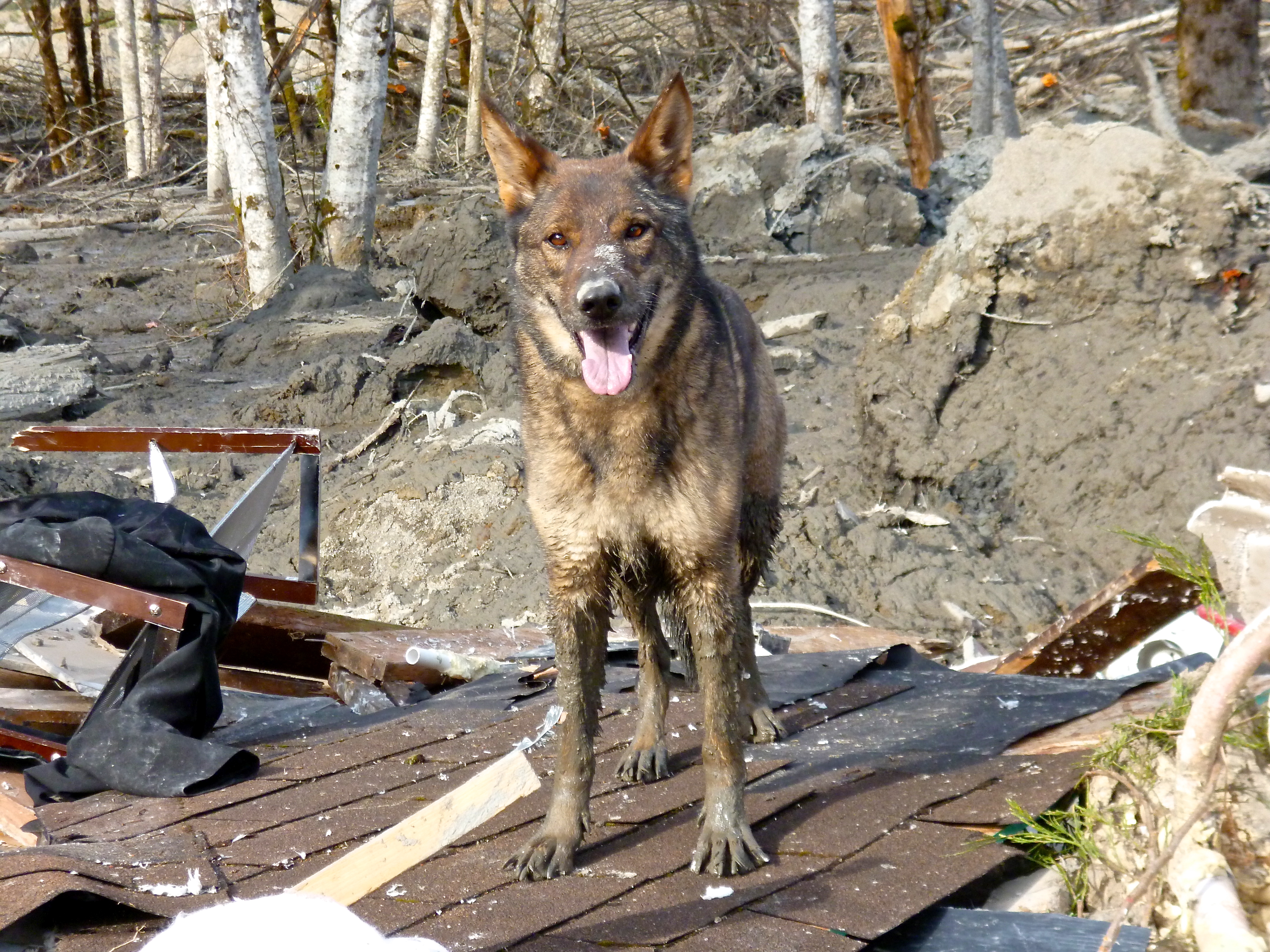 Oso Disaster Pushes Dogs, and Their Handlers, to Their Limits